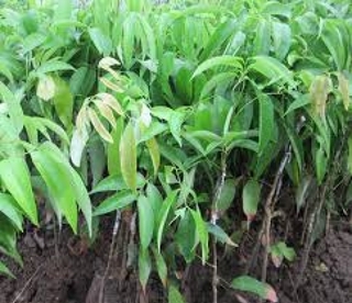 Cây VẢI THIỀU KHÔNG HẠT ghép