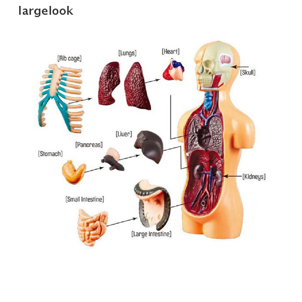Mô Hình Cơ Thể Người Torso Có Thể Tháo Rời Cho Bé ♨Nóng Bỏng