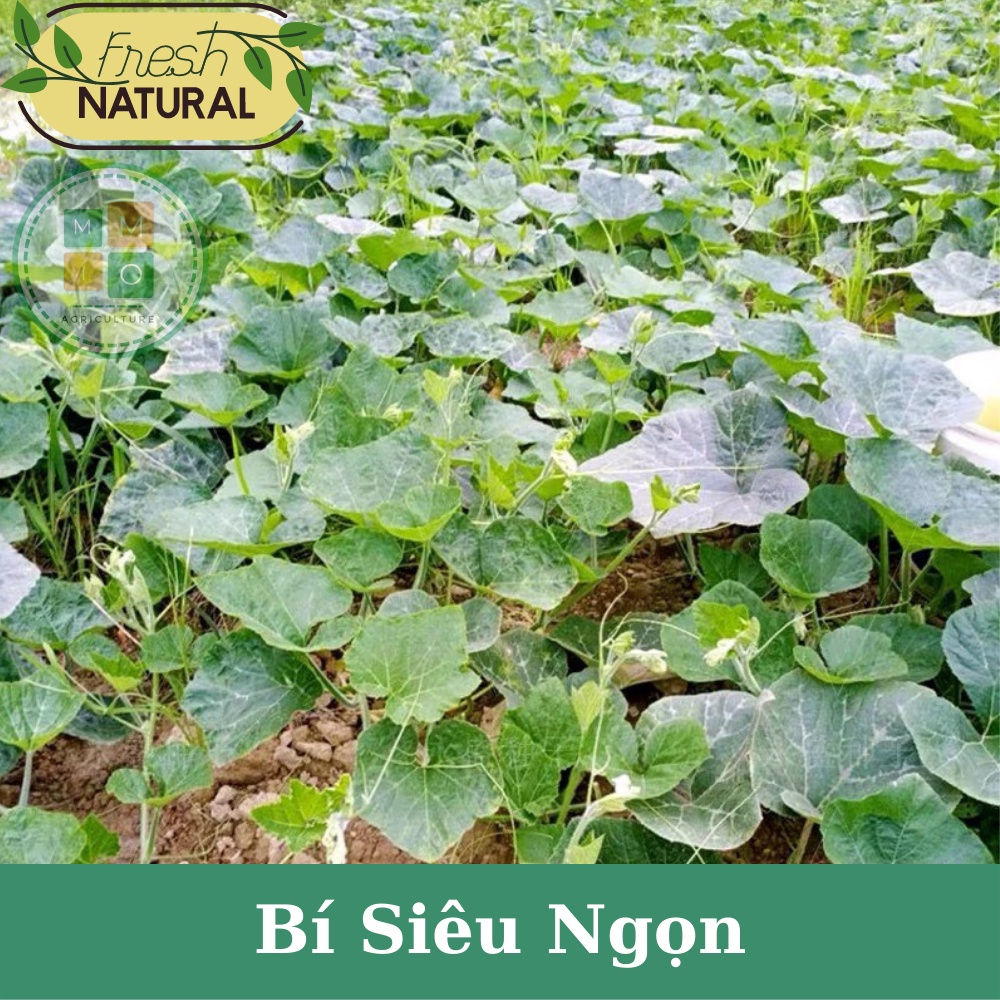 Hạt giống bí siêu ngọn Đài Loan, giòn ngọt giàu dinh dưỡng