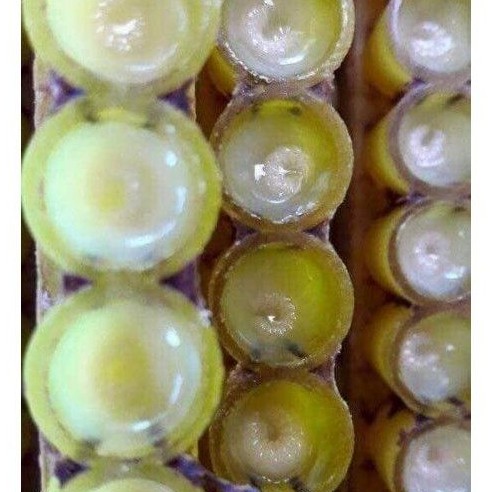 100g Sữa ong chúa tươi nguyên chất