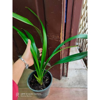Đia lan mặc biên