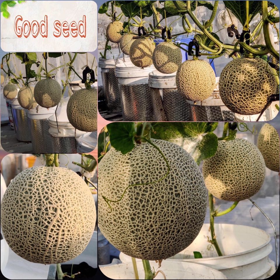 ⚡️HẠT GIỐNG DƯA LƯỚI DA XANH GREENMAN⚡️NĂNG XUẤT CAO GIỐNG F1