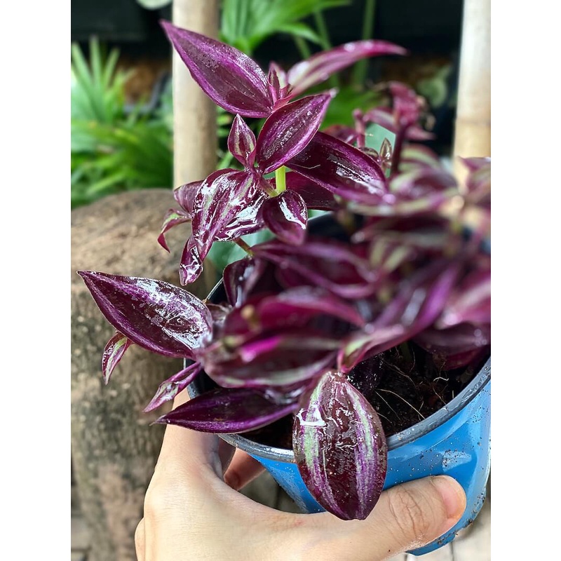 Cây Tradescantia Zebrina 'Deep Purple' (Thài Lài Siêu Tím Deep Purple) (không phải Thài Lài Tím Thường) chậu nhựa 10cm