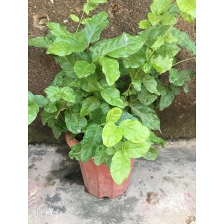 Cây giống hoa nhài ta