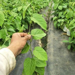 Cây chanh leo ngọt Colombia