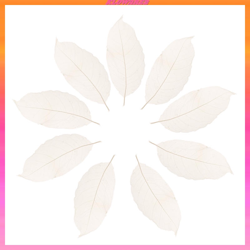 Set 2 / 50 Lá Mộc Lan Tự Nhiên Màu Trắng Trang Trí Sổ Tay