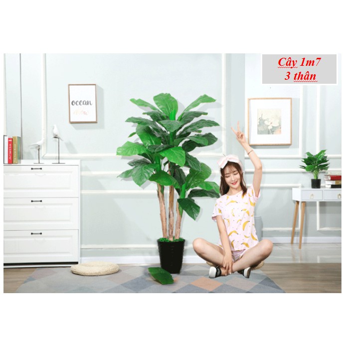 Cây Chuối Lớn Cảnh