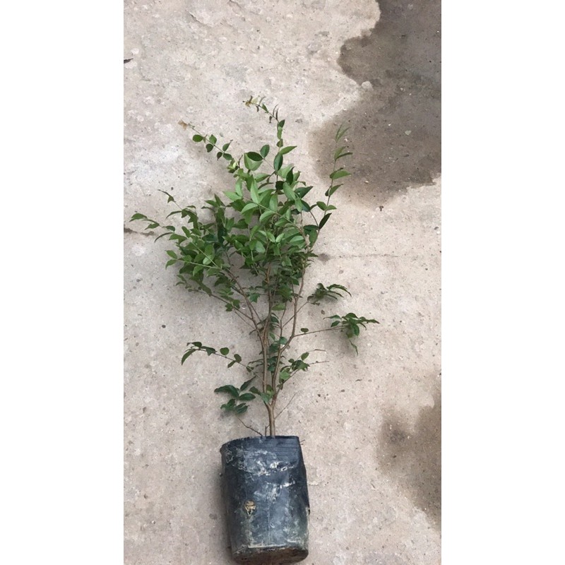 Cây nho thân gỗ size nhỡ