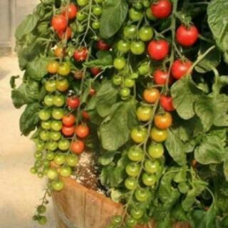 HẠT GIỐNG CÀ CHUA CHUỖI NGỌC 30 hạt