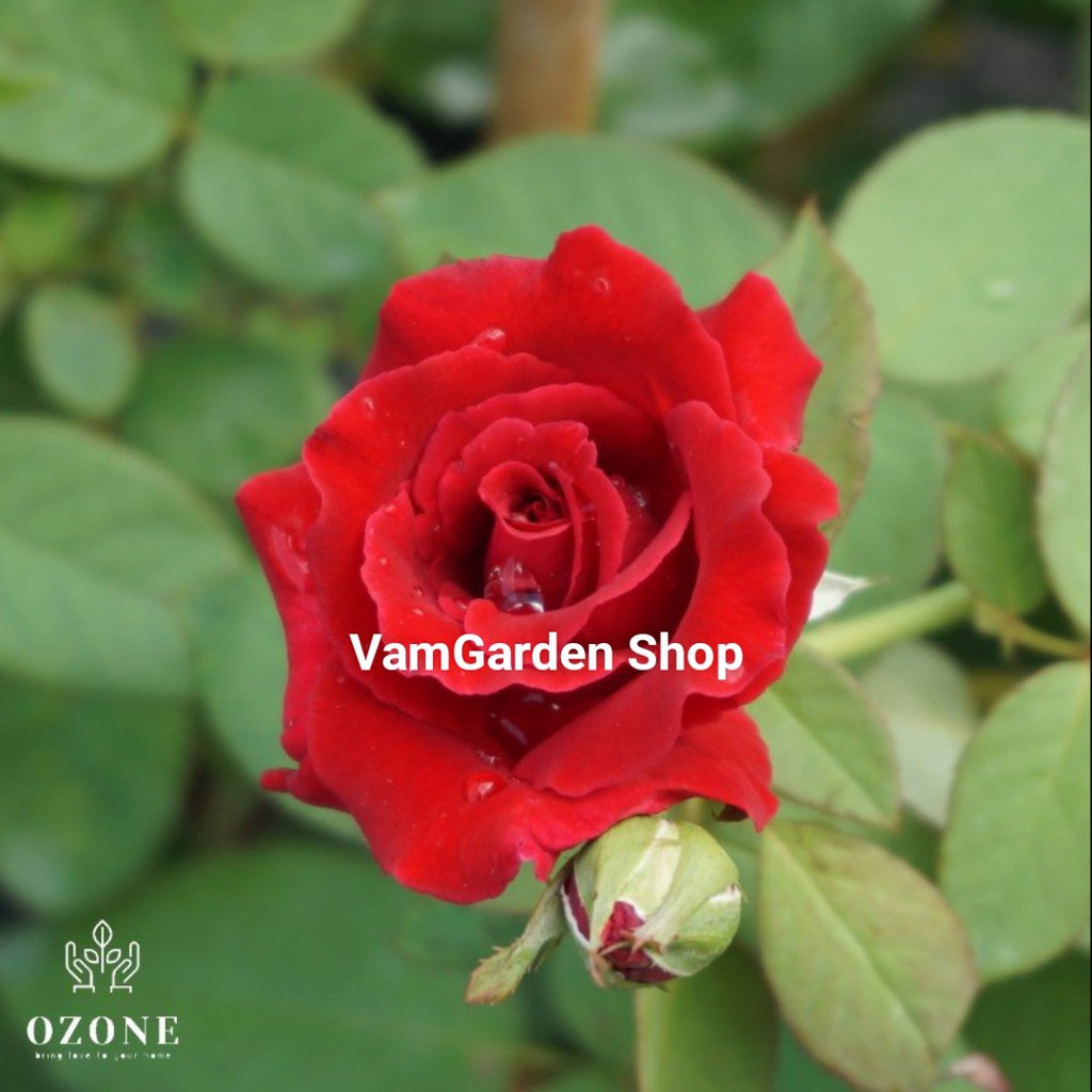 Hoa hồng Nhung Đỏ Pháp quyến rũ xinh đẹp - VamGarden Shop