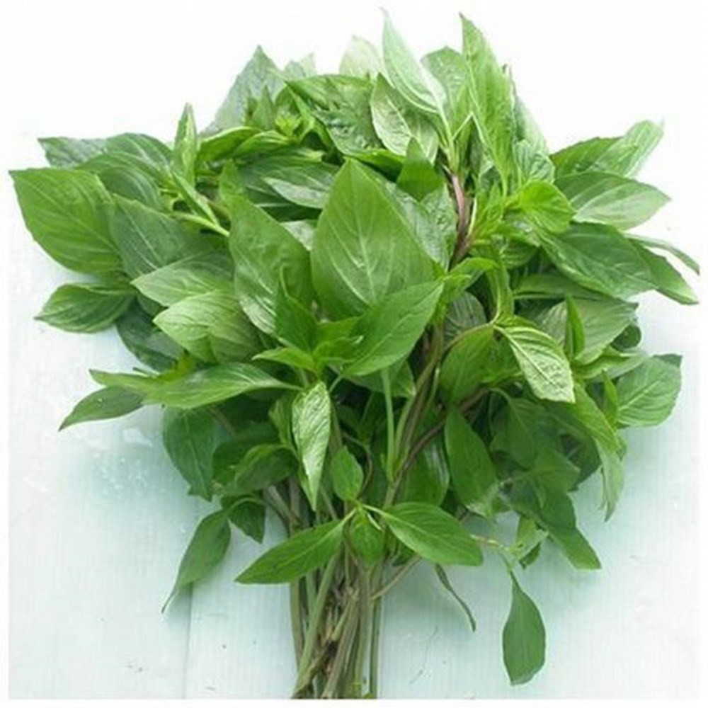 Hạt Giống Rau Húng Quế