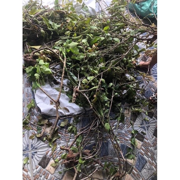 1KG CÂY TẦM GỬI GẠO TÍA