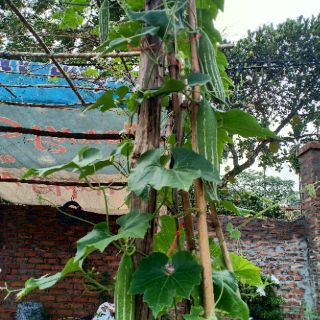 Hạt giống lặc lày - 10 hạt (lặc lè, mướp nhật)