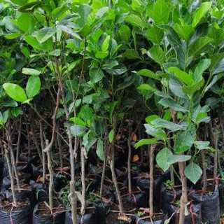 Cây mít thái ruột đỏ choai giống , cao 1,2m