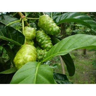 Trái Nhàu khô  100gr