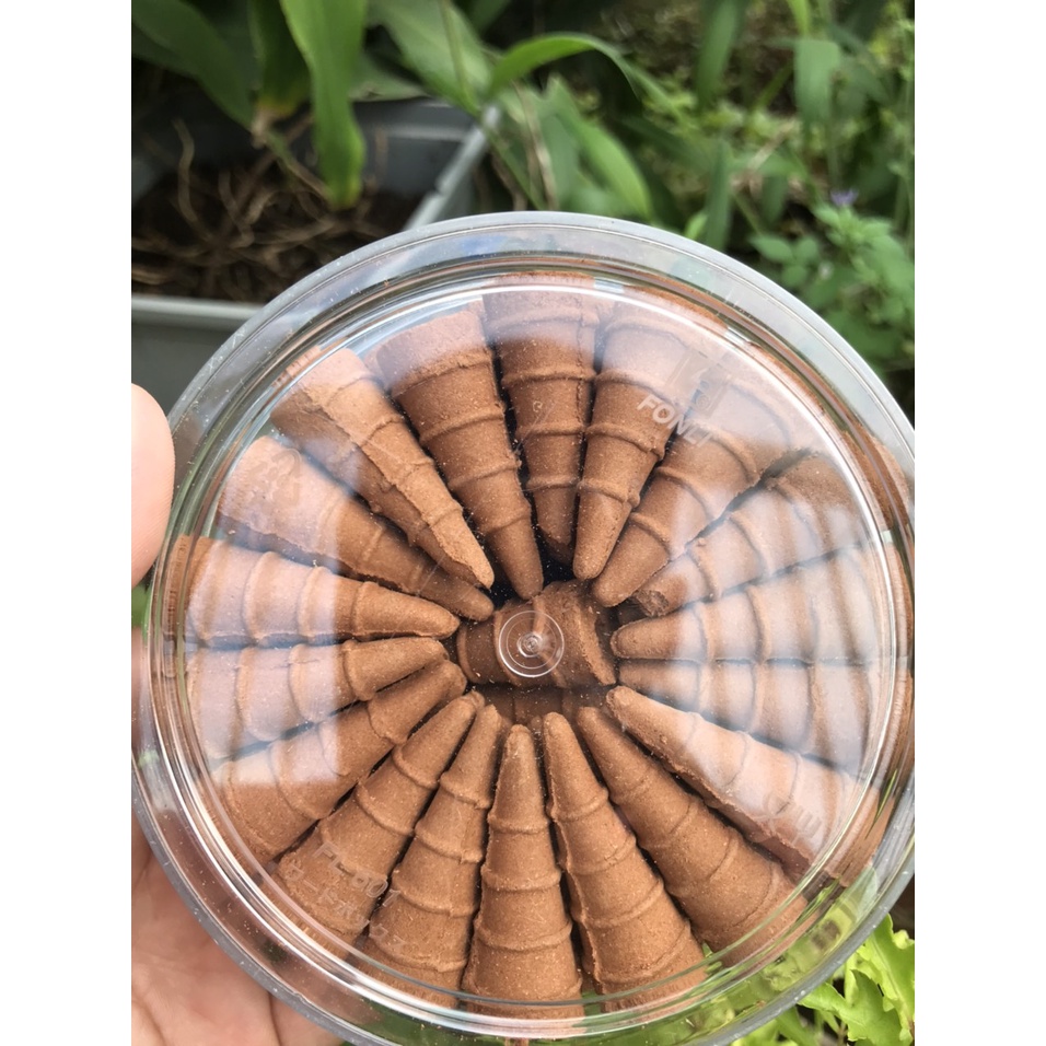 Nhang Nụ Tùng Bách Xanh thơm ngọt Bình Trí Thiện