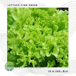 Hạt giống - Xà lách Fion Green / Green Curly Xà lách Hạt giống - Thu hoạch trong 38 ngày 100h