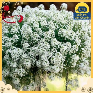 Hạt Giống Hoa Ngàn Sao Mix