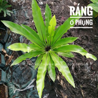 Cây Ráng Ổ Phụng