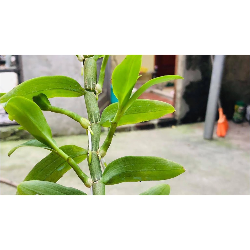 [GIÁ SỐC] Combo keo liền sẹo đen + Duy đỏ