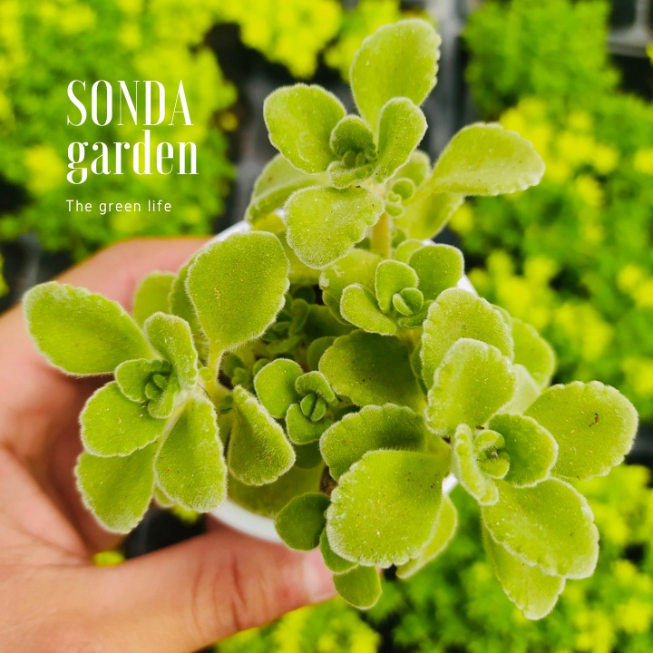 Sen thơm nhất mạt hương SONDA GARDEN size bé 5-7cm, xuất xứ Đà Lạt, khoẻ đẹp, lỗi 1 đổi 1