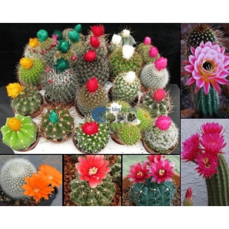 Hạt Giống Xương Rồng Mix mầu