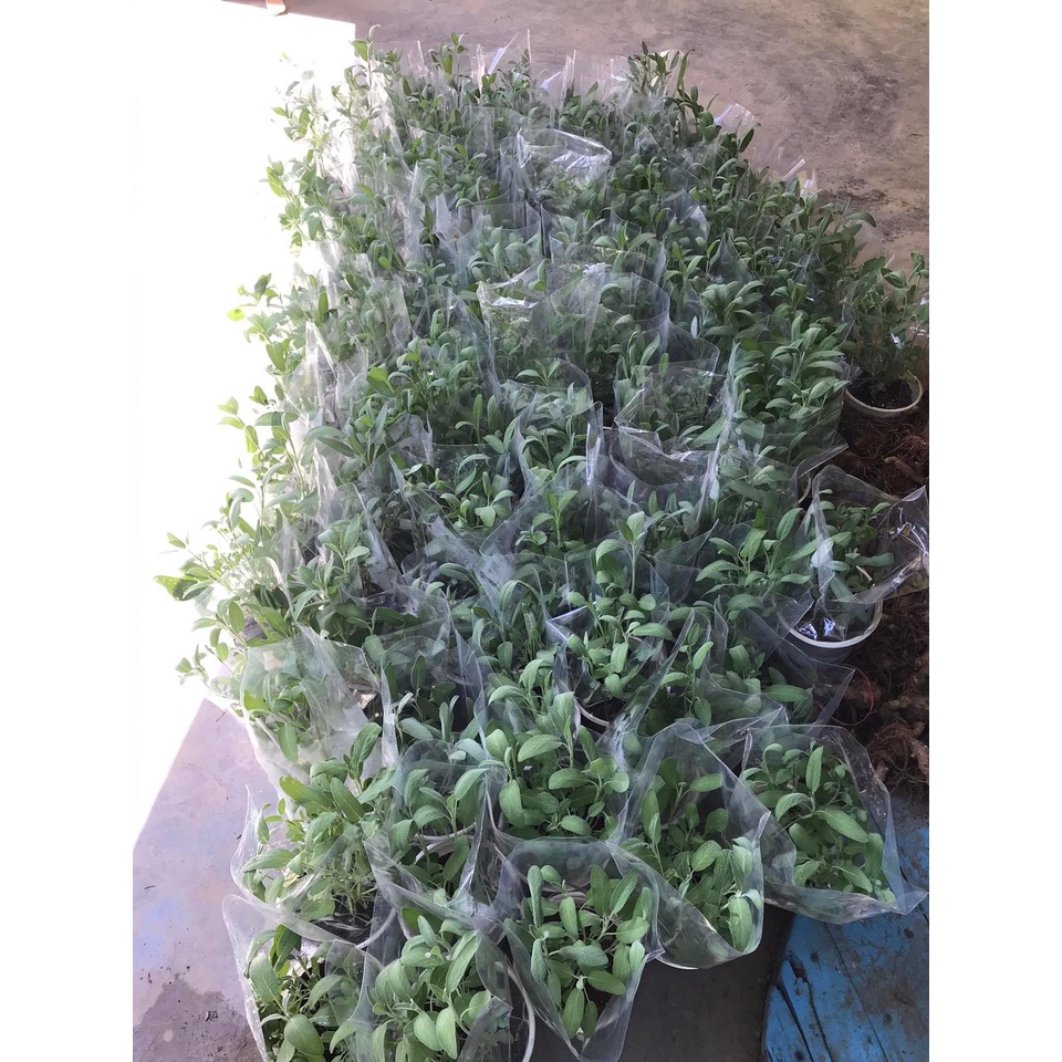 Cây Xô Thơm - Culinary Sage - cây giống gia vị Âu