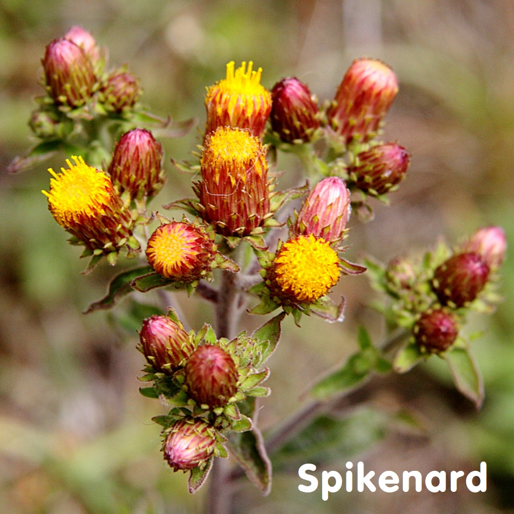 Tinh dầu rễ Cam tùng hương Spikenard Essential Oil