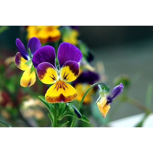 Bán buôn BỘ 2 gói hạt giống hoa bướm PANSY nhiều màu tặng kèm 01 gói phân bón bao đẹp