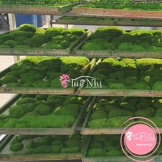 Bịch 500g , 1kg Bột Rêu Xanh Phủ Gốc Cây , Phủ Tường Rêu , Bột Cỏ Nhân Tạo - Phụ Kiện Ngành Hoa.