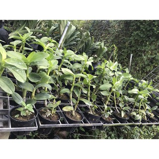 Denro Bò Tím cây trưởng thành chậu phi 12
