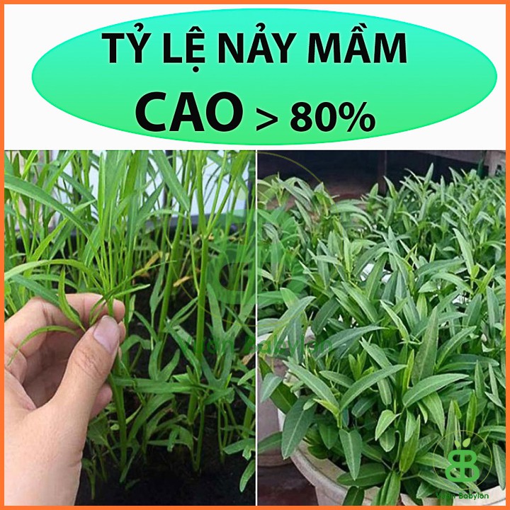 Hạt Giống Rau Muống Cao Sản 50Gr - Hạt Giống Rau Muống Lá Tre Dễ Trồng, Siêu Năng Suất