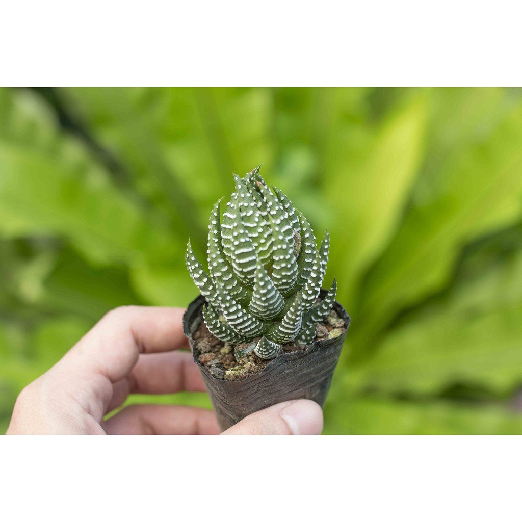 Móng rồng cụp 3-5cm - Vườn sen đá