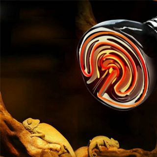 Sưởi đêm cho bò sát
