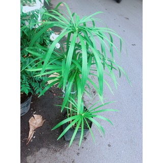 Cây Thuỷ Trúc