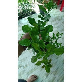 Cây chúc lớn