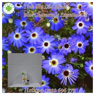Tinh Dầu Cúc Xanh Blue Chamomile Essential Oil| Cao Cấp Nhập Khẩu| 100% Thiên Nhiên Nguyên Chất - 10ml/50ml/100ml