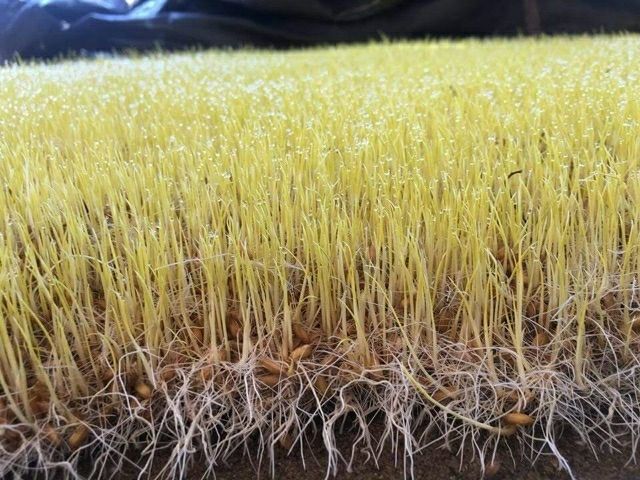 MẠCH NHA NẾP QUẢNG NGÃI