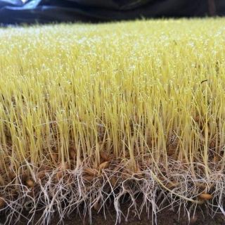 MẠCH NHA NẾP QUẢNG NGÃI