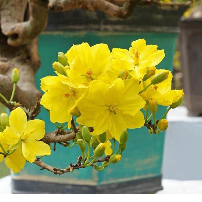 1 cây mai vàng quấn rễ