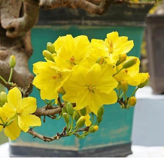 1 cây mai vàng quấn rễ