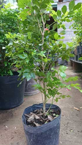 Cây nguyệt quế hoa thơm ngát, cây lớn gửi nguyên bầu