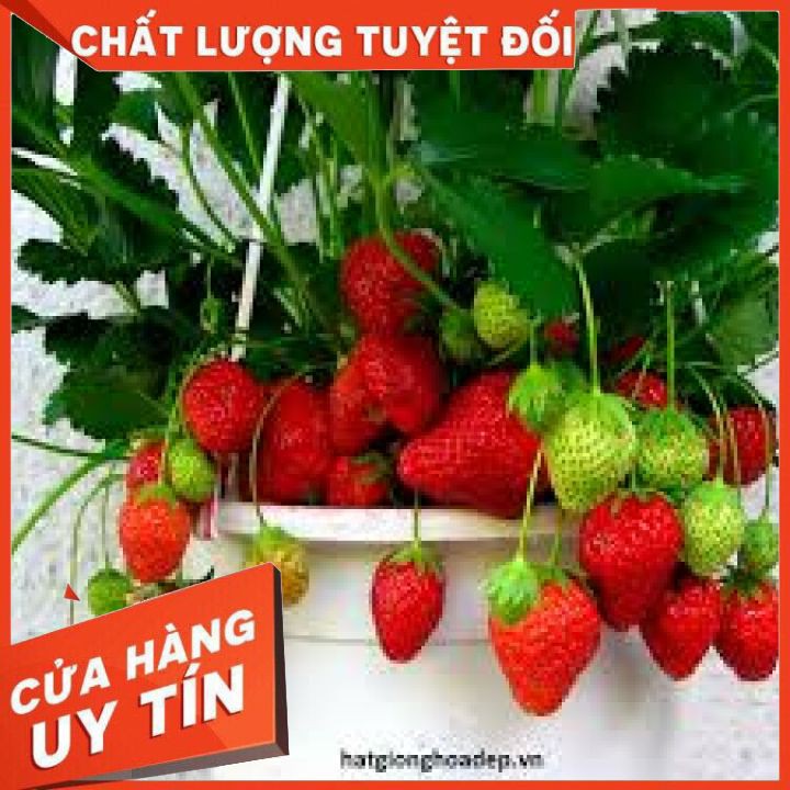 HẠT GIỐNG DÂU TÂY ĐỎ 100 Hạt { Sale Giá Gốc}