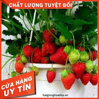 HẠT GIỐNG DÂU TÂY ĐỎ 100 Hạt { Sale Giá Gốc}
