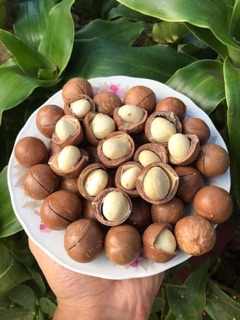 Hạt Maccadamia chưa tách vỏ