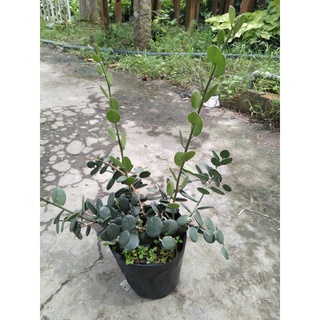 Cây đô la (giống mới) Silver Dollar Vine
