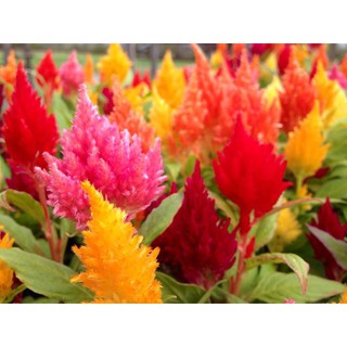 Hạt giống hoa Celosia hoa mào lửa 100h