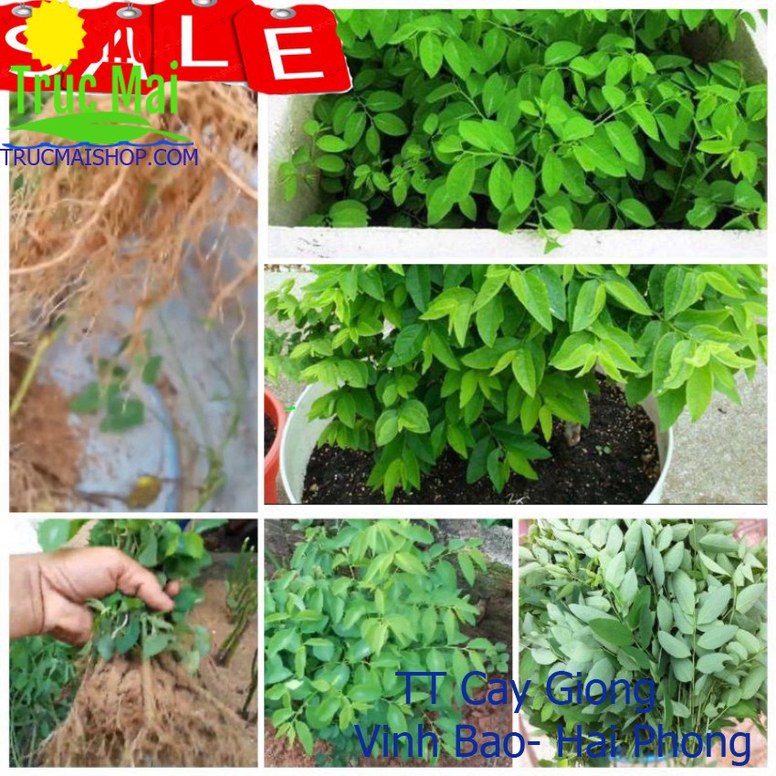 Khóm 10 Gốc cây rau ngót dinh dưỡng lá to thu hoạch quanh năm ✅ Vườn hoa giống VBHP