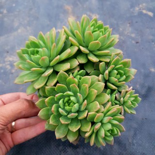 Sen đá mặt trời mới size trung