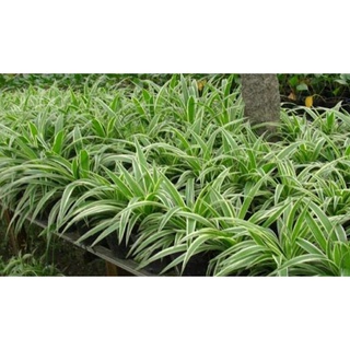 Cỏ lan chi (bụi 5 cây)